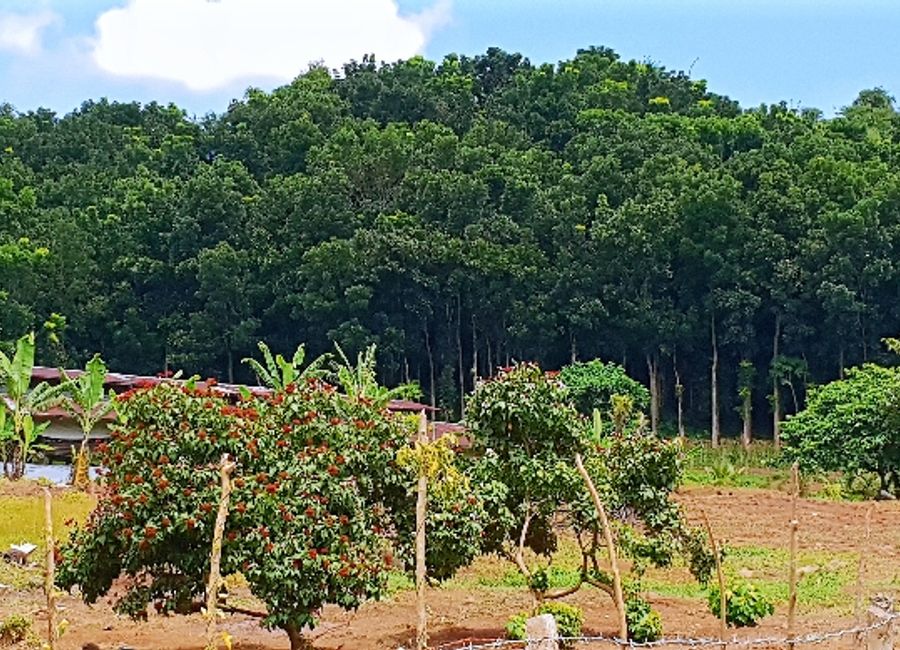 Tanawan, Majayjay, Laguna