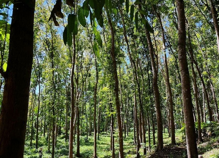 Tanawan, Majayjay, Laguna image 3