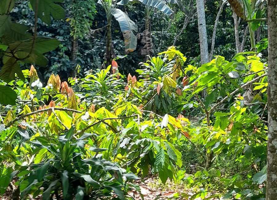 6,528 sqm Farm lot in Baguio Calinan, Davao City for sale | Lamudi.com.ph