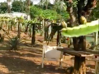 1,684 sqm Farm Lot with 2-Storey Farmhouse & Fruit-Bearing Trees FOR SALE in Calumpang Cerca, Indang, Cavite