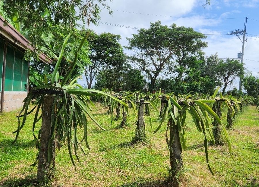 Palaypalay, Jalajala, Rizal image 3