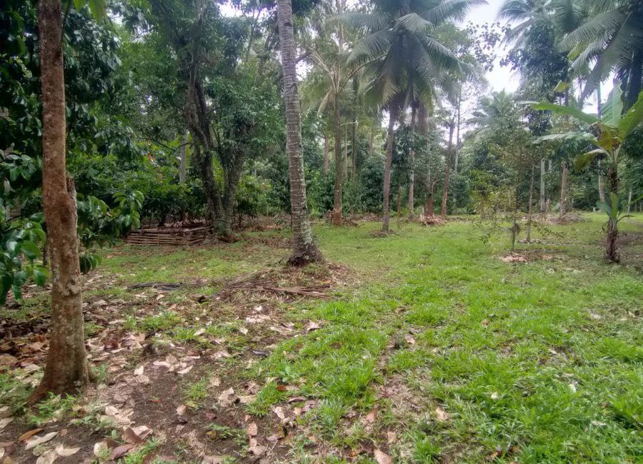 2 Hectares Agricultural Farm lot For Sale in Toril, Davao City | Lamudi ...