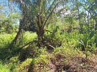 Affordable ideal Orchard Farmland Land near CDO