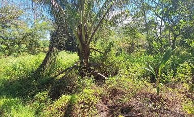 Affordable ideal Orchard Farmland Land near CDO
