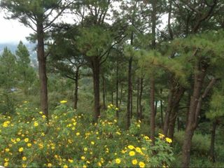 Bakakeng Townsite, 5,002.5 sqm Lot ideal for Housing, Condominium, Hotel, and Townhouses FOR SALE in Baguio City