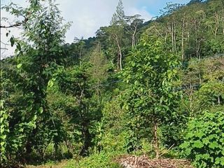 Kebun Alpukat Produktif Di Sukasada Buleleng Bali