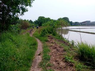 Dijual Tanah Sawah di Gintung - Sepatan dekat Emerald Residence, luas 4.500m2, SHM, cocok perumahan, gudang.