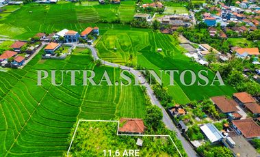 TANAH PERERENAN TUMBAK BAYUH JALAN UTAMA