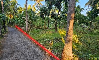 tanah kebun kelapa dekat pantai