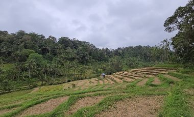 DIJUAL TANAH KEBUN VIEW SAWAH SANGAT MURAHdi tabanan bali