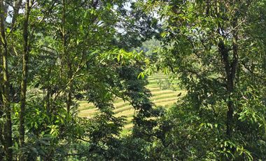 Dijual tanah kebun kopi view sawah dan lembah di tabanan bali