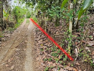 kebun durian dan kopi murah di Bali cocok juga untuk ternak ayam .