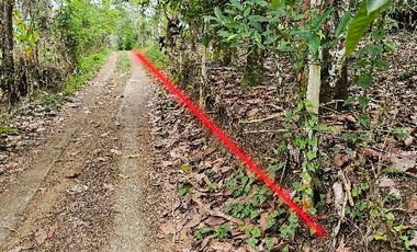 kebun durian dan kopi murah di Bali cocok juga untuk ternak ayam .
