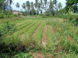 Dijual Tanah perkebunan aktif di Padang Rantang Payakumbuh