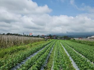 Tanah view hamparan sawah di desa mayungan Bedugul