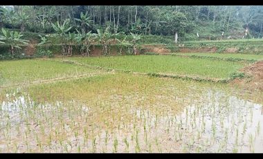 Sawah + Tanah, Lt. 3750 m, Bojong, Purwakarta.