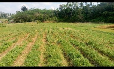 Tanah Sawah Lt. 4400 m, Bojong Purwakarta.