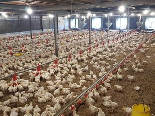 kandang ayam closed house 125rb gunungpati