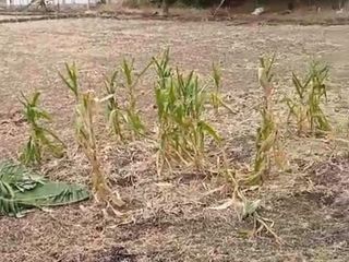 Jual murah lahan  d  Gresik bagus untuk.perumahan ,gudang .& lain