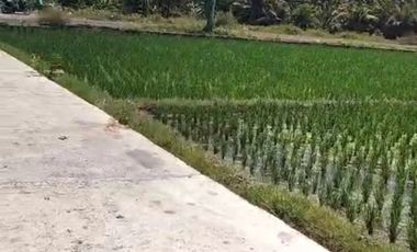 BUC 5 are View Pantai dan sawah di Lebih Gianyar Bali