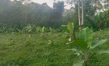 Tanah Kebun Murah 6800 m, Bojong, Purwakarta.