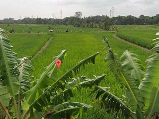 Disewakan Tanah Lokasi Strategis View Sawah di Jl. Kaba-Kaba, Tabanan