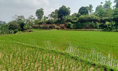 Sawah Produktif, Lt. 4570 m, Omzet Sekitar 2 Ton, Darangdan, Purwakarta.