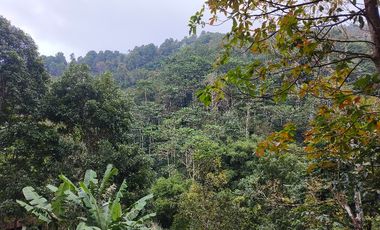 Dijual tanah murah los sungai dan view lembah dan bukit di bali