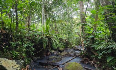Dijual tanah di bali dengan sungai dan view jugle akses jalan aspal
