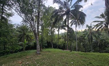 Dijual tanah kebun subur dengan view jugle dan los sungai kecil