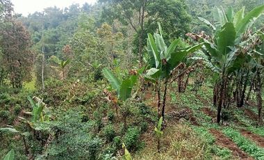 Tanah Kebun, Lt. 7030 m, Dikaki Pegunungan, Darangdan Pwk.