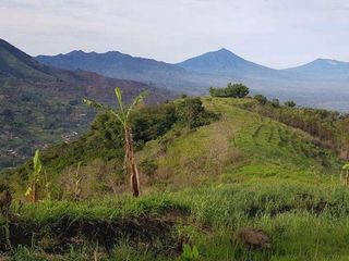 Tanah pertanian kopi, sorgum, kayu atau peternakan