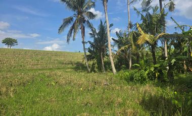 Dijual tanah kecil view sawah terasering di tabanan bali