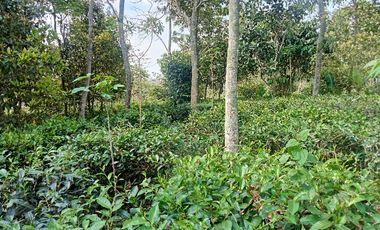 Kebun Teh Murah 1200 m, Dekat Jalan Raya, Darangdan, Purwakarta..