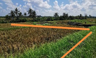 Tanah Sawah Dekat Ubud