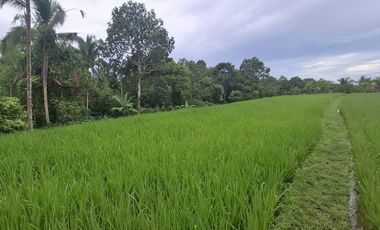 Dijual tanah sawah murah di selemadeg tabanan