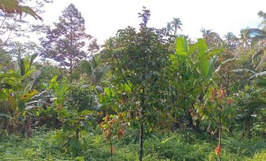 Dijual tanah kebun murah los sungai kecil