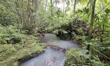 Dijual tanah kebun murah berisi pohon durian di tabanan
