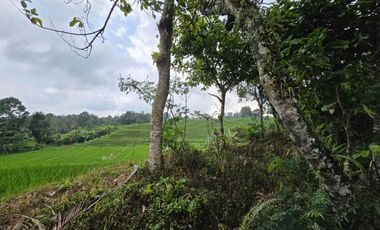 Dijual kebun dan sawah view sangat cantik di bali