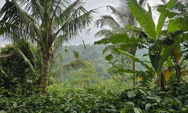 Dijual kebun kopi murah view lembah dan gunung
