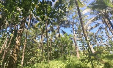 Dijual tanah kebun dekat dengan rencana exit toll antosari