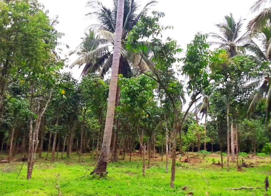 Concepcion, San Pedro, San Pablo, Laguna