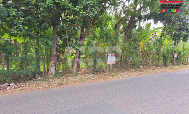 Dijual Tanah Kebun Strategis Di 0 Jl. Lingkar Ketapang - Banyuwangi