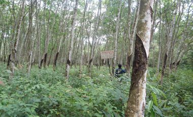 Lahan Besar 10.660 m² (1,06 Ha), SHM, Talang Kelapa – Harga Super Mura