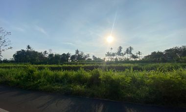 BUC Tanah 21 are Pinggir Jalan Utama di Pering Gianyar