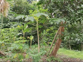 Jual Tanah bonus Tanah, Pinggir Jalan Besar, Lenteng Agung