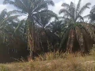 Tanah As1 Senawar Bayung Lencir dekat Pintu Tol