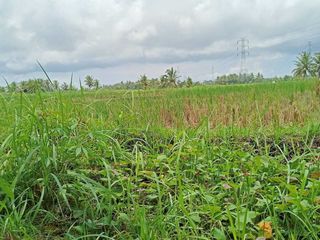 Tanah kontrak dekat nyanyi buit