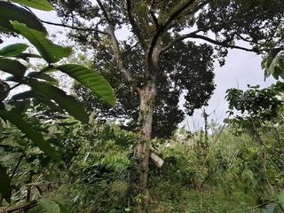 Kebun kopi subur view gunung watukau di tabanan