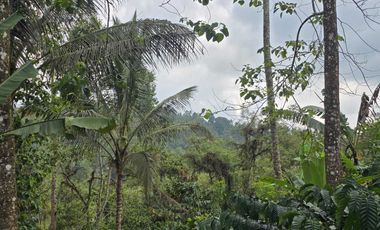 Dijual tanah kebun kopi produktif dengan view lembah di bali